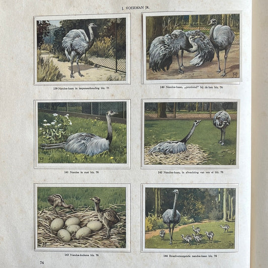 6 Verkade plaatjes Apen en hoefdieren in Artis 1940 (139-144)