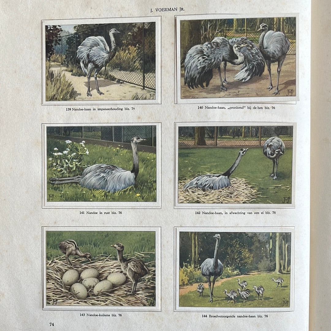 6 Verkade-Bilder Affen und Huftiere in Artis 1940 (139-144)