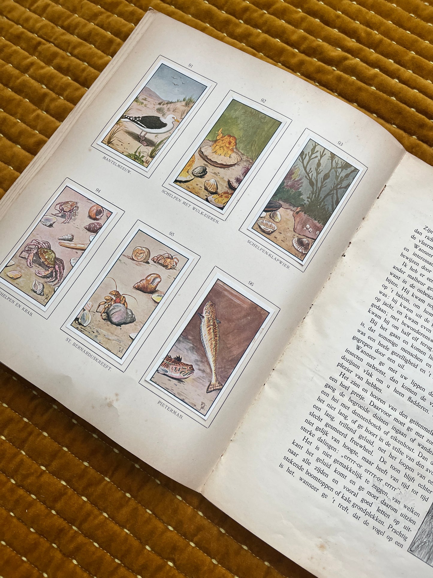 Zomer Verkade Plaatjesalbum 1907 (derde druk)