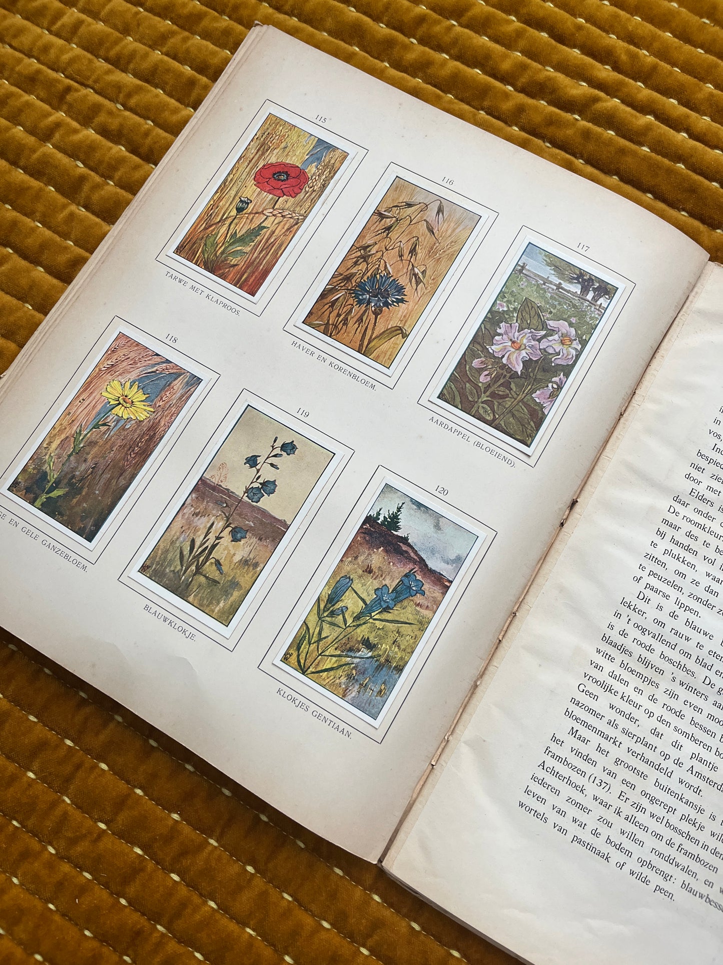 Zomer Verkade Plaatjesalbum 1907 (derde druk)