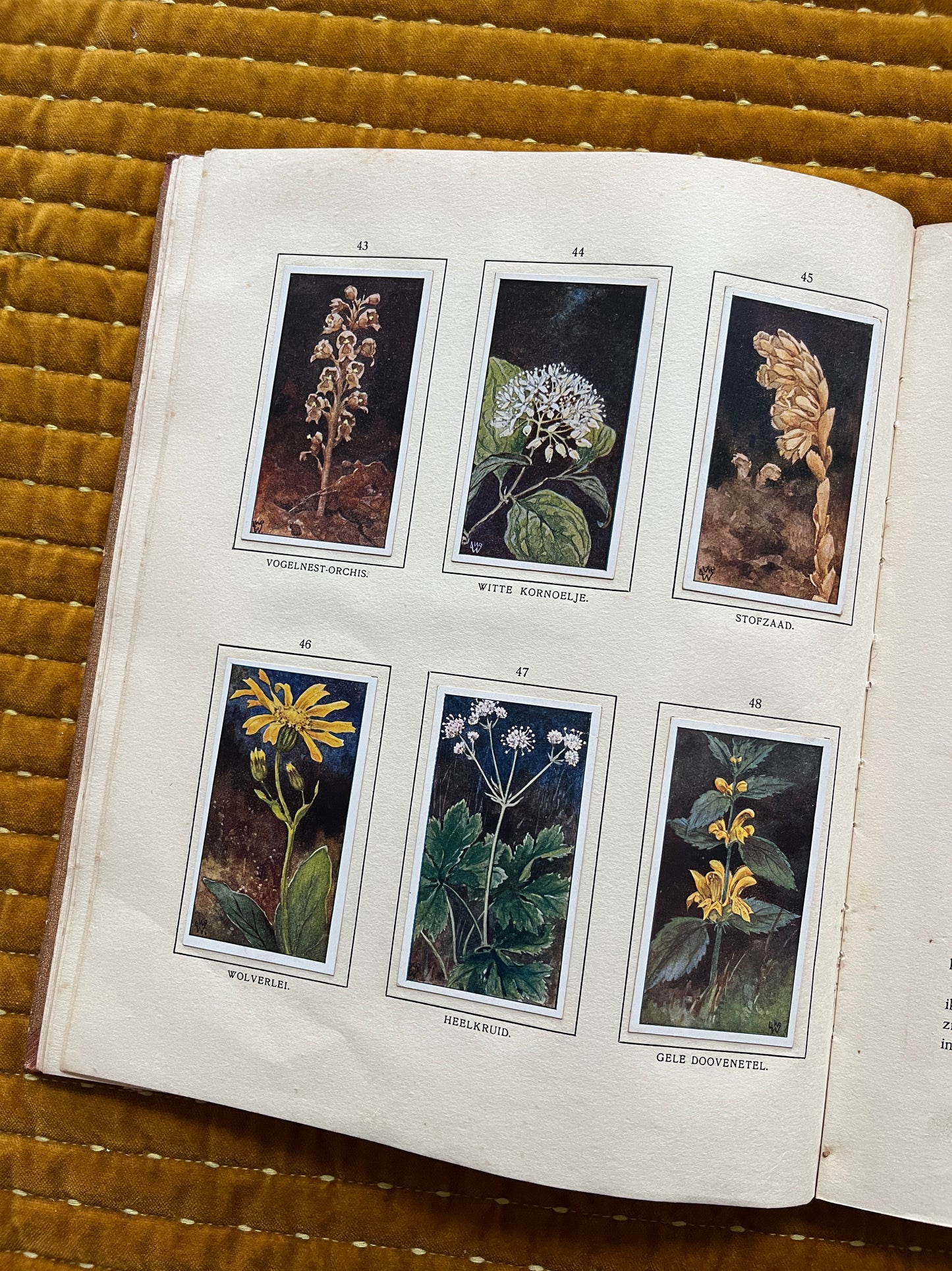 Bosch en Heide Verkade Plaatjesalbum 1913