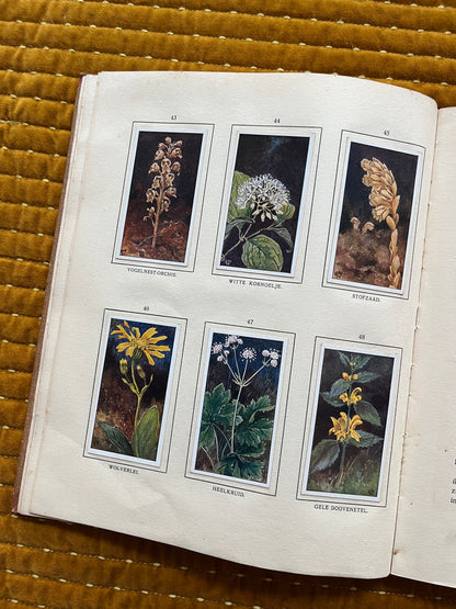 Bosch en Heide Verkade Plaatjesalbum 1913