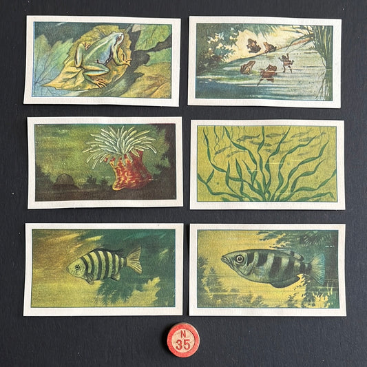 6 Verkade plaatjes Zeewater aquarium en terrarium 1930 (N35)