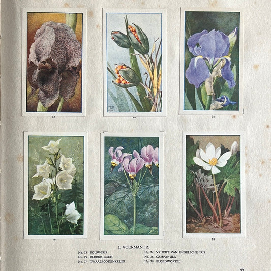 6 Verkade pictures The flowers in our garden 1926 (73-78)