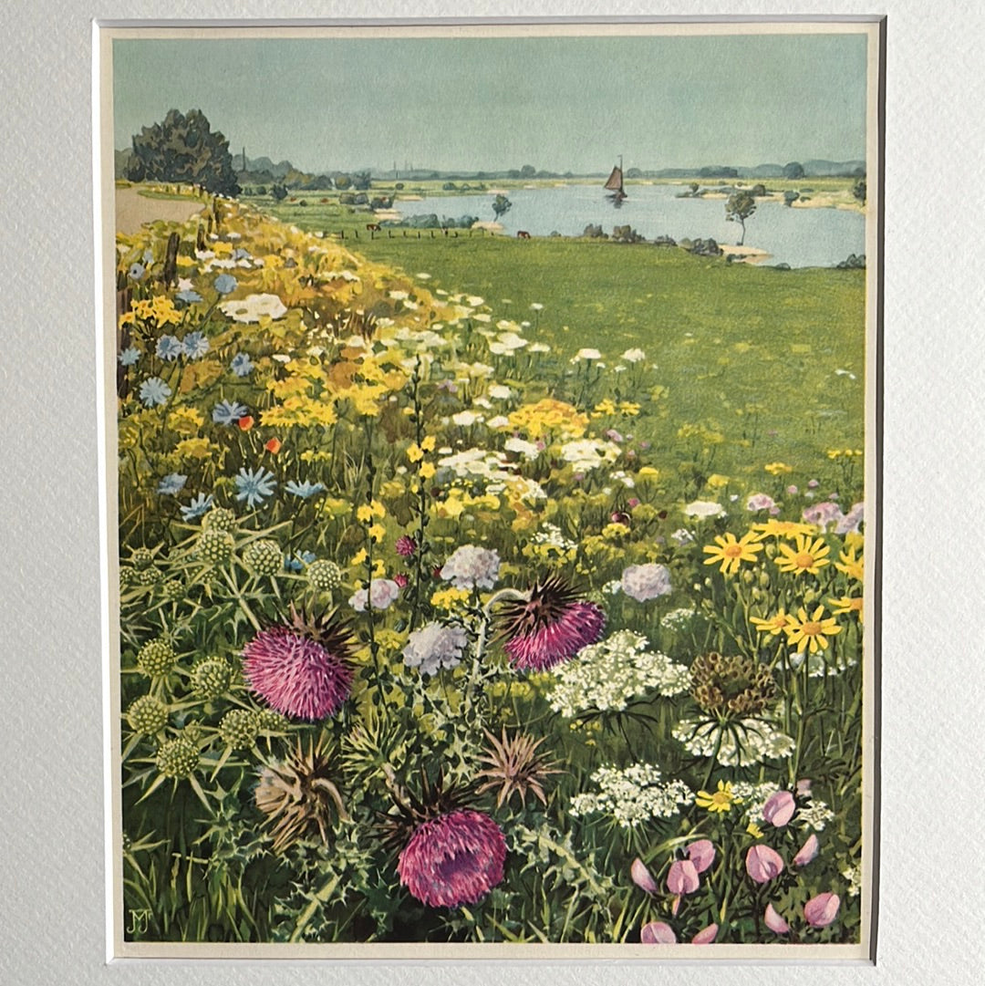 Plate 17: Dike slope with flowers, 1938