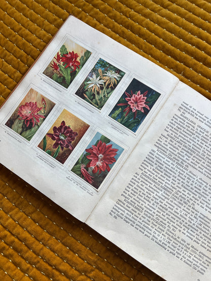 Cactus-Album Plaatjesalbum