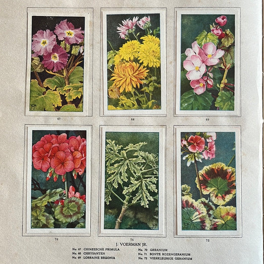 6 Verkade-Bilder Zimmerpflanzen 1928 (67-72)