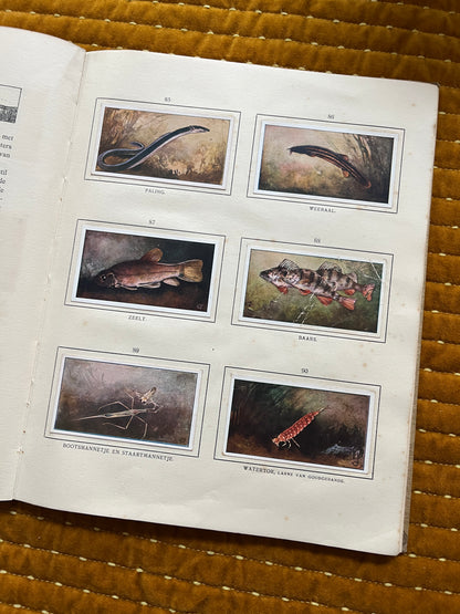 Das Naardermeer Verkade-Bilderalbum 1912