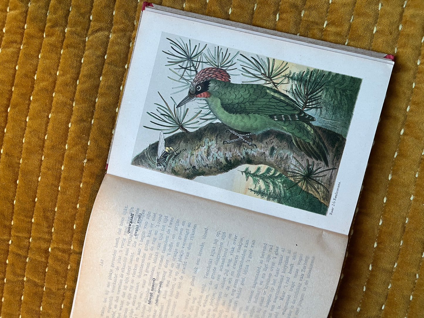 Hei en Dennen (1903)