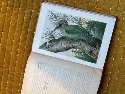 Hei en Dennen (1903)