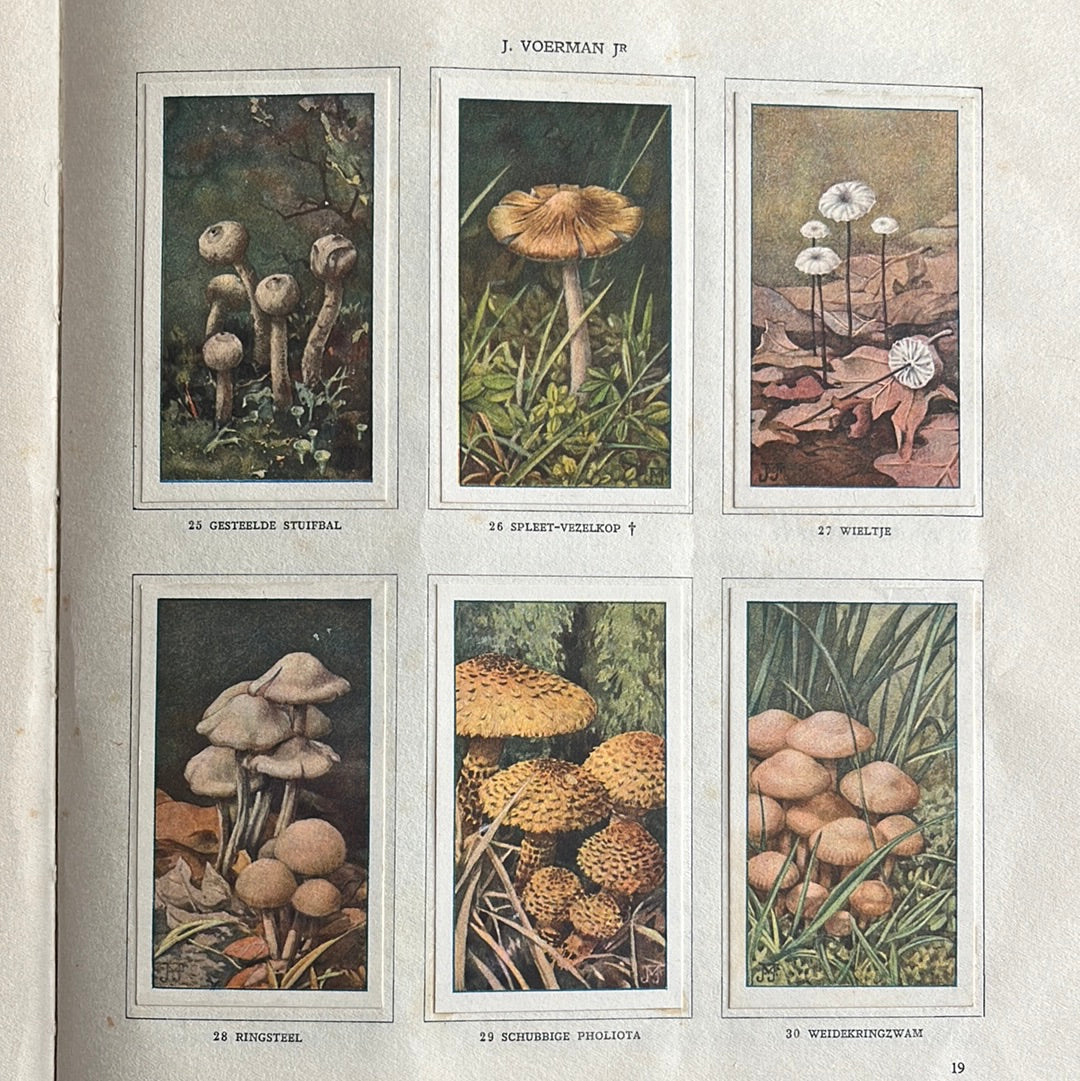 6 Verkade pictures Mushrooms 1929 (25-30)