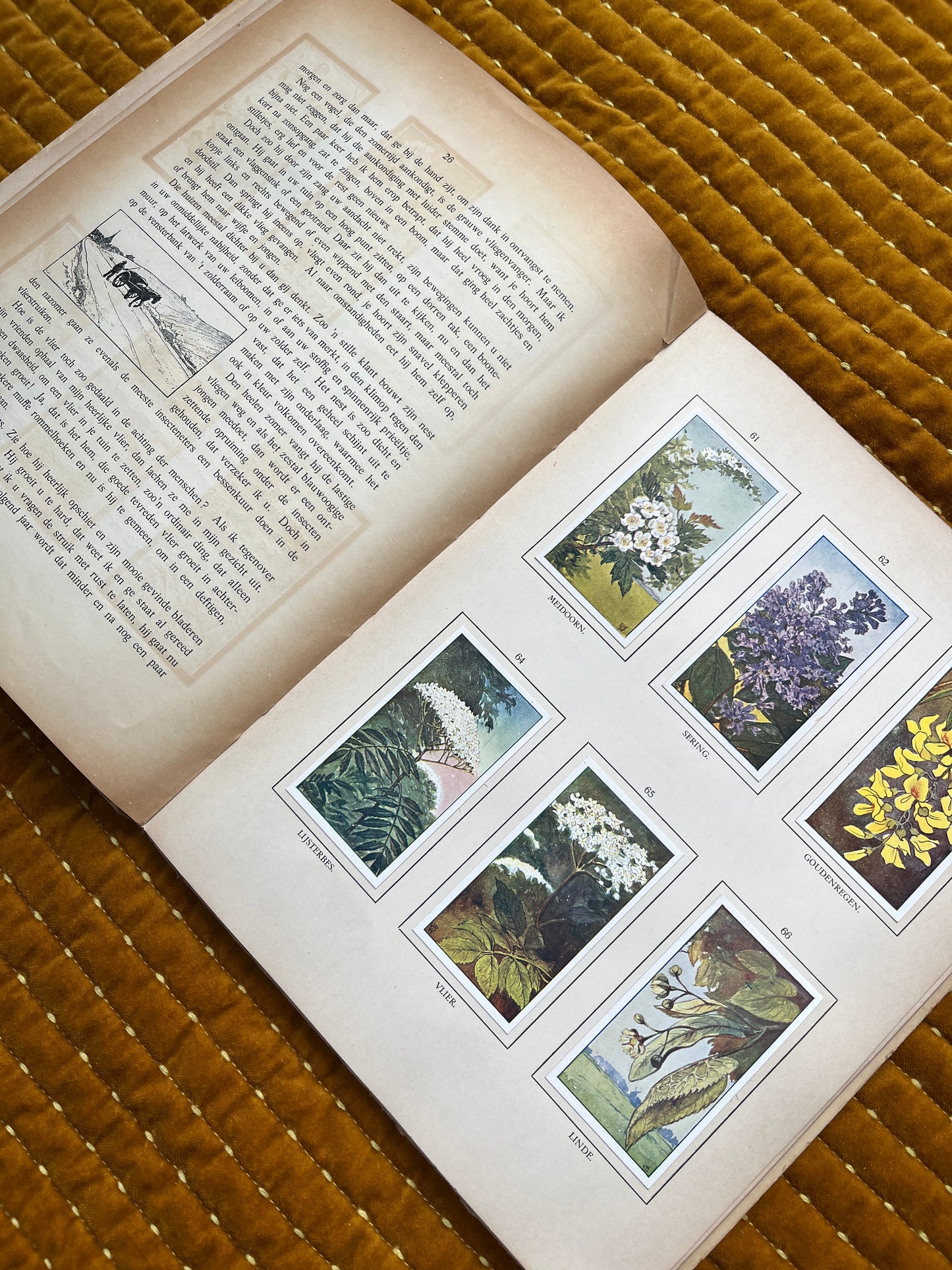 Zomer Verkade Plaatjesalbum 1908 (tweede druk)