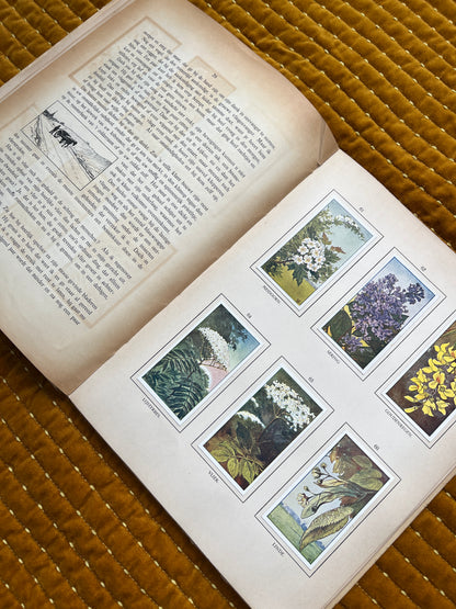 Zomer Verkade Plaatjesalbum 1908 (tweede druk)