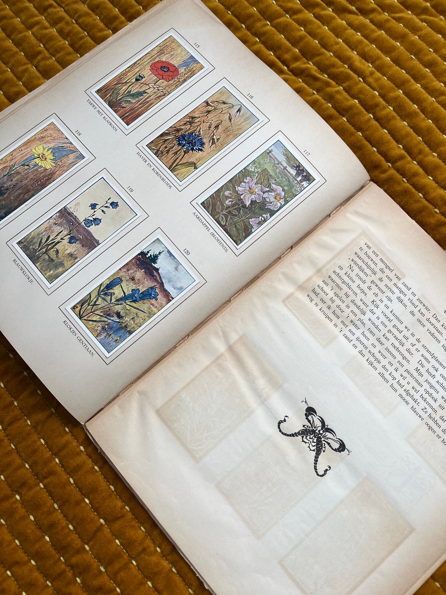 Zomer Verkade Plaatjesalbum 1908 (tweede druk)