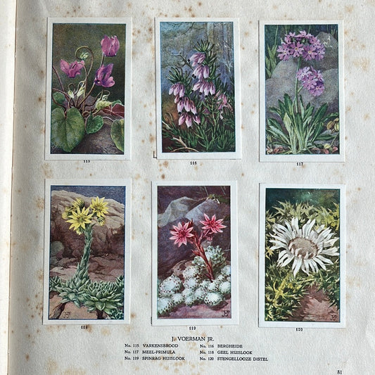 6 Verkade plaatjes De bloemen in onze tuin 1926 (115-120)