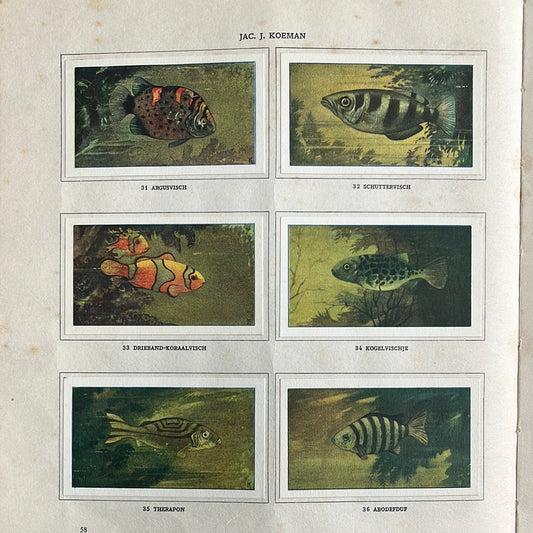 6 Verkade plaatjes Zeewateraquarium en terrarium 1930 (31-36)