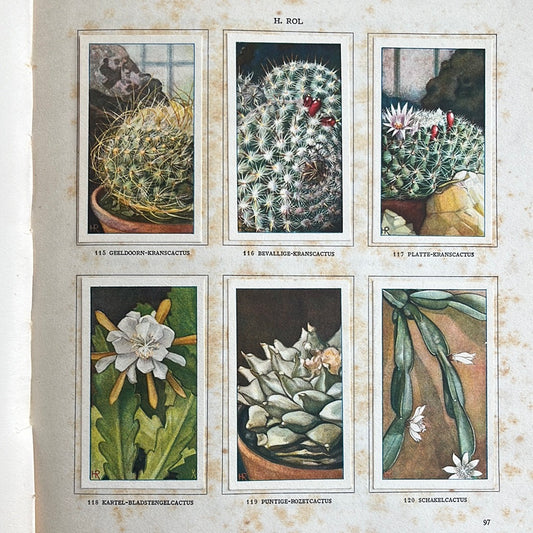 6 Verkade plaatjes Cactussen 1931 (115-120)
