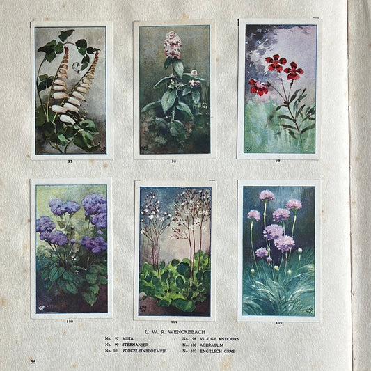 6 Verkade plaatjes De bloemen in onze tuin 1926 (97-102)