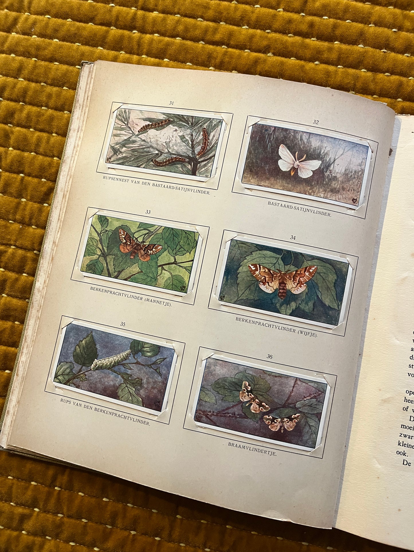 Blonde Duinen Verkade Plaatjesalbum 1910