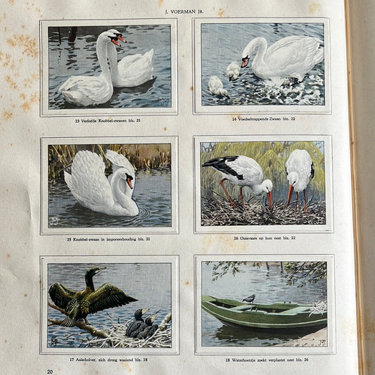6 Verkade-Bilder Tierleben in Artis 1939 (13-18)