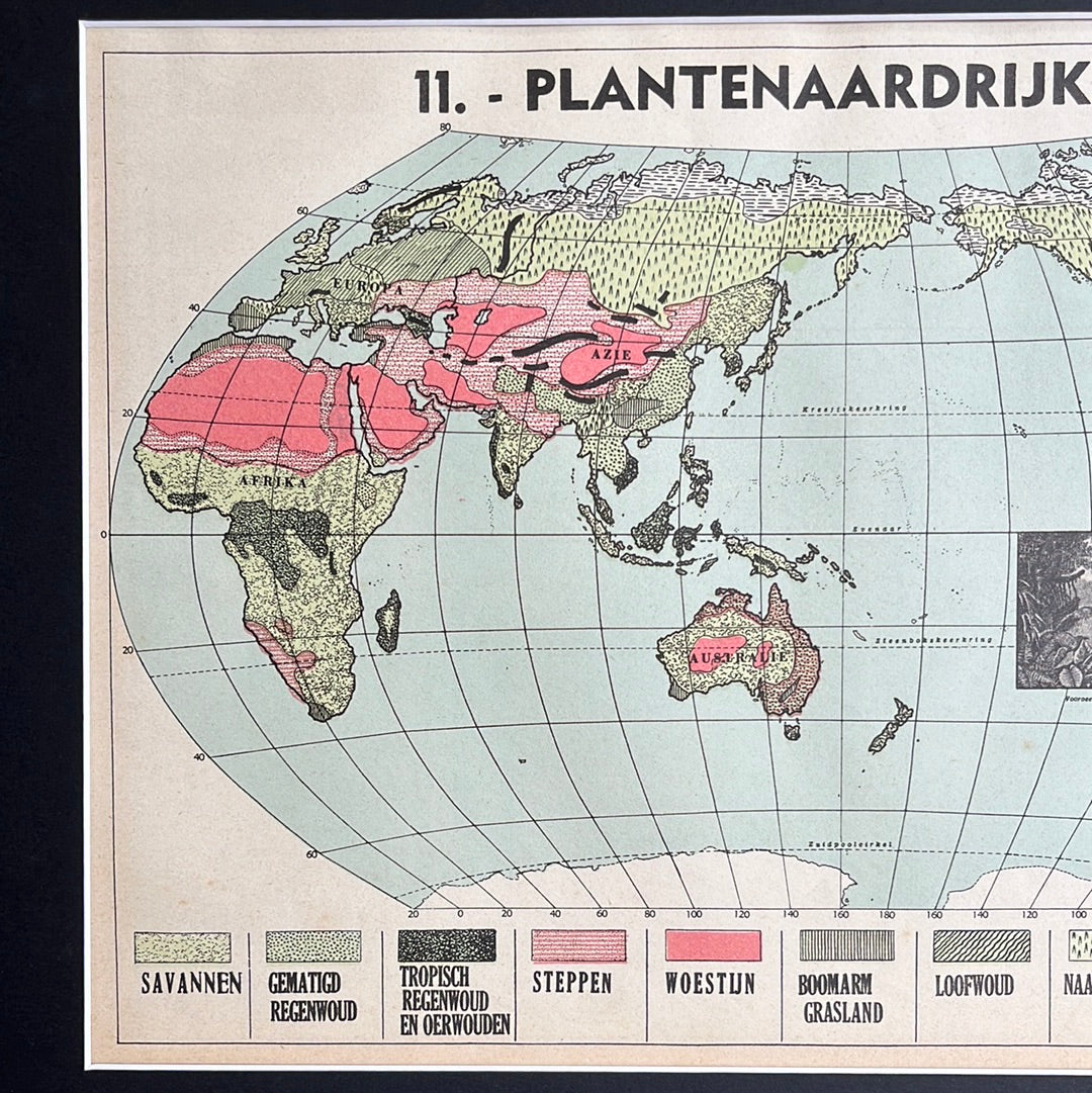 Pflanzengeographie 1939
