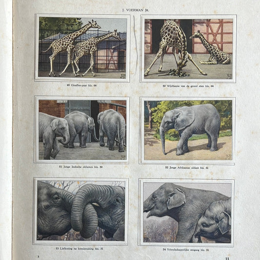 6 Verkade plaatjes Apen en hoefdieren in Artis 1940 (49-54)