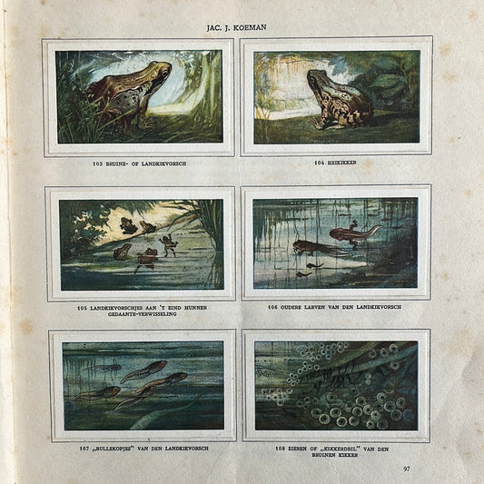 6 Verkade plaatjes Zeewateraquarium en terrarium 1930 (103-108)