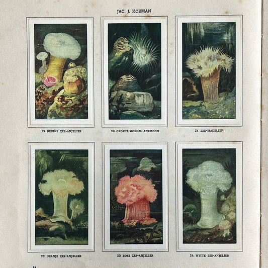 6 Verkade plaatjes Zeewateraquarium en terrarium 1930 (19-24)