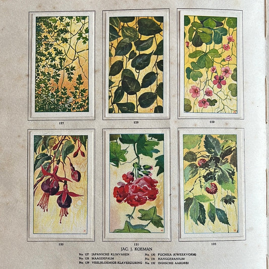 6 Verkade plaatjes Kamerplanten 1928 (127-132)