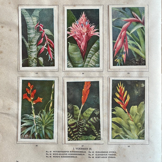 6 Verkade-Bilder Zimmerpflanzen 1928 (43-48)