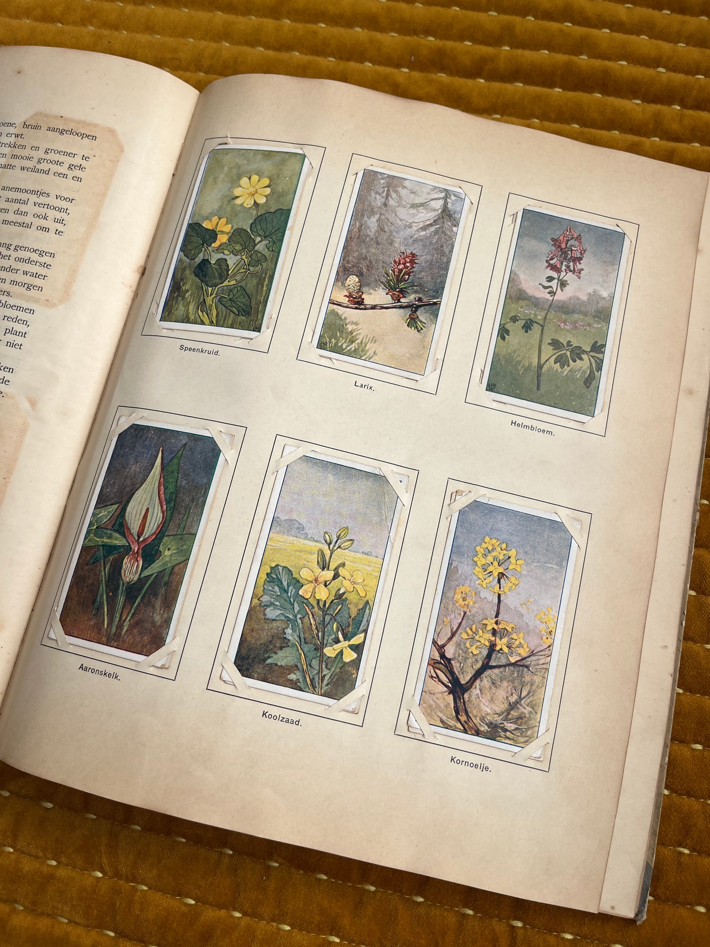 Lente Verkade Plaatjesalbum 1906