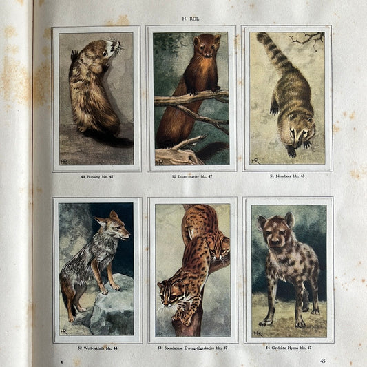 6 Verkade-Bilder Tierleben in Artis 1939 (49-54)