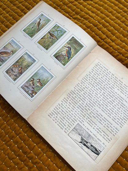 Zomer Verkade Plaatjesalbum 1908 (tweede druk)