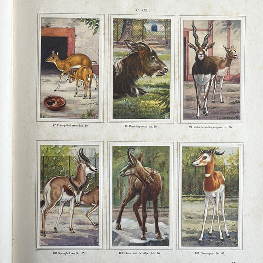 6 Verkade plaatjes Apen en hoefdieren in Artis 1940 (97-102)