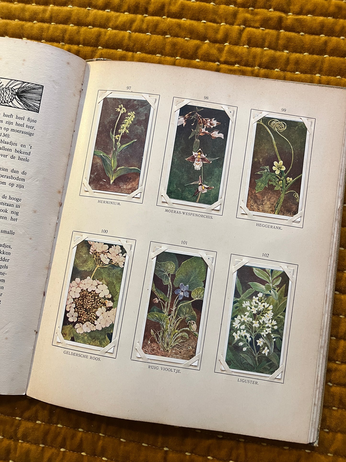 Blonde Duinen Verkade Plaatjesalbum 1910