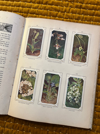 Blonde Duinen Verkade Plaatjesalbum 1910