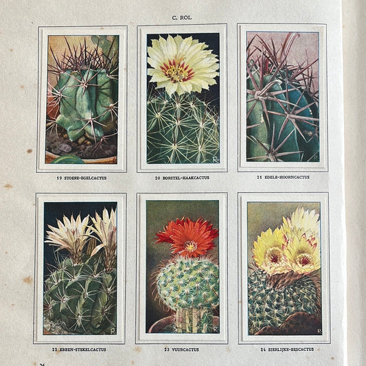 6 Verkade plaatjes Cactussen 1931 (19-24)