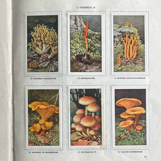 6 Verkade-Bilder Pilze 1929 (49-54)