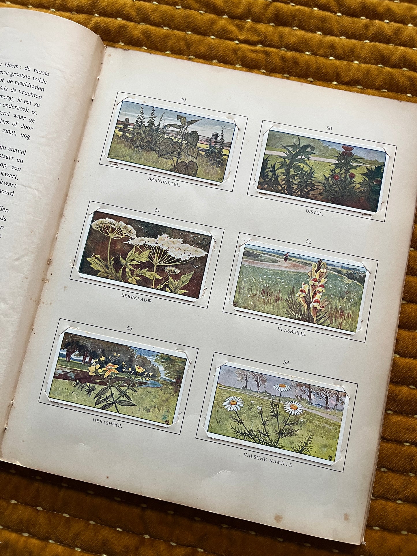 Zomer Verkade Plaatjesalbum 1907