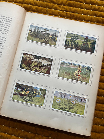 Zomer Verkade Plaatjesalbum 1907