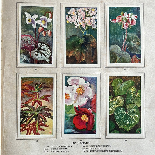 6 Verkade plaatjes Kamerplanten 1928 (85-90)