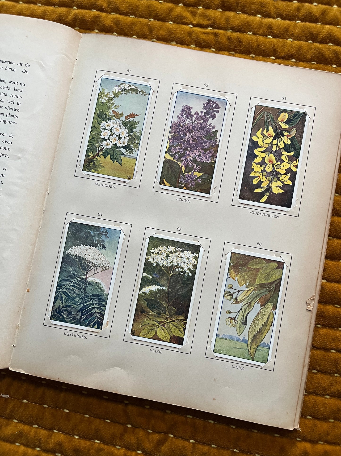 Zomer Verkade Plaatjesalbum 1907