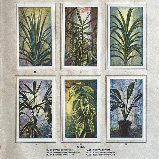 6 Verkade plaatjes Kamerplanten 1928 (25-30)