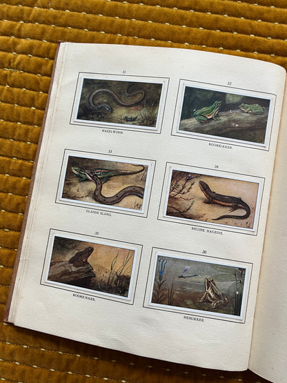 Bosch en Heide Verkade Plaatjesalbum 1913