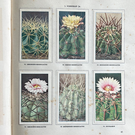 6 Verkade pictures Cacti 1931 (91-96)