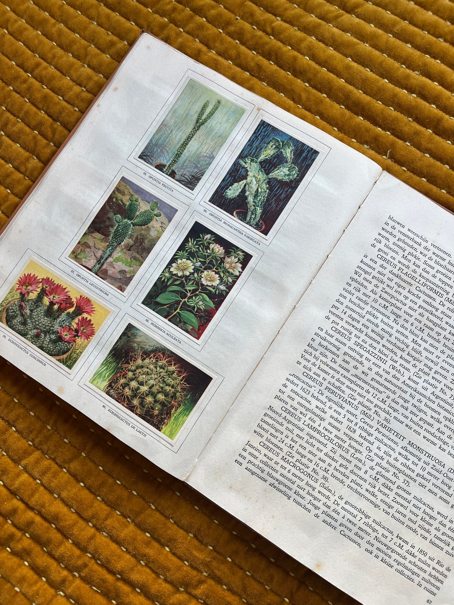 Cactus-Album Plaatjesalbum