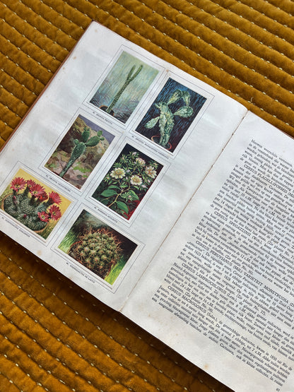 Cactus-Album Plaatjesalbum