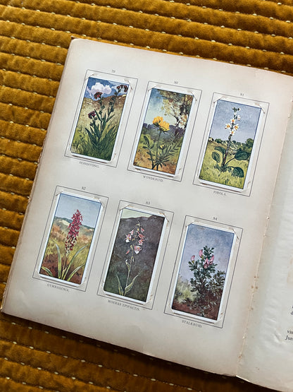 Zomer Verkade Plaatjesalbum 1907