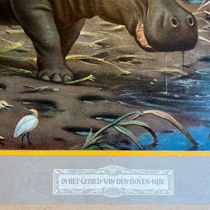 Vintage school poster Hippopotamus by MA Koekkoek In the area of ​​the Upper Nile