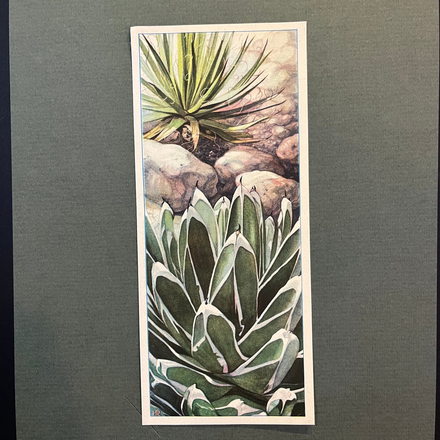 Koninginne Agave en Draden Agave. Uit het Verkade album 'Vetplanten' uit 1932.